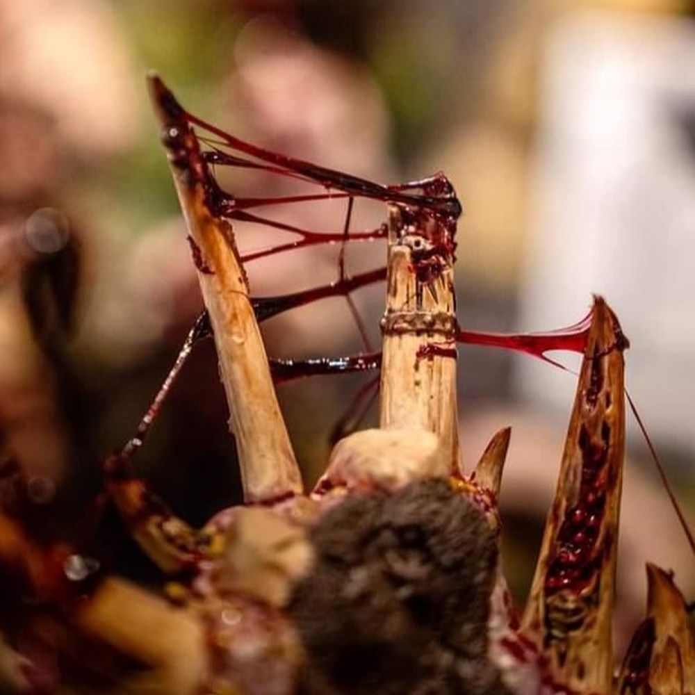 Dirty Down: Gore 15ml - Warhaus